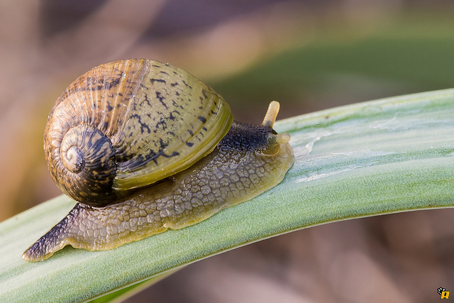 snail-speed